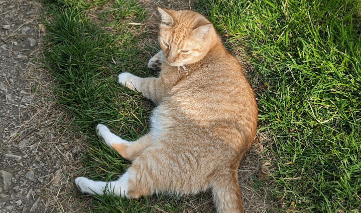 orange cat